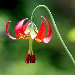 Meet your Posher, Caleb